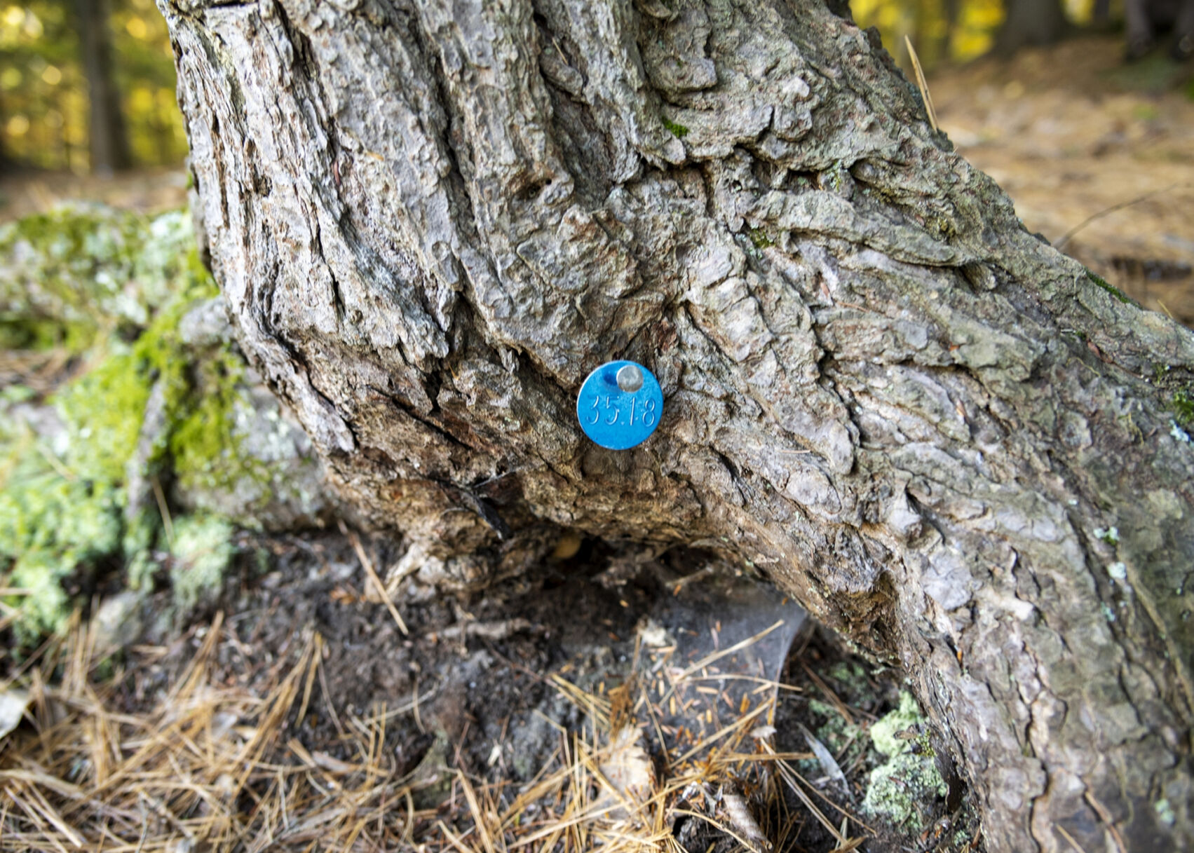 Hemlocks treated for invasive woolly adelgid